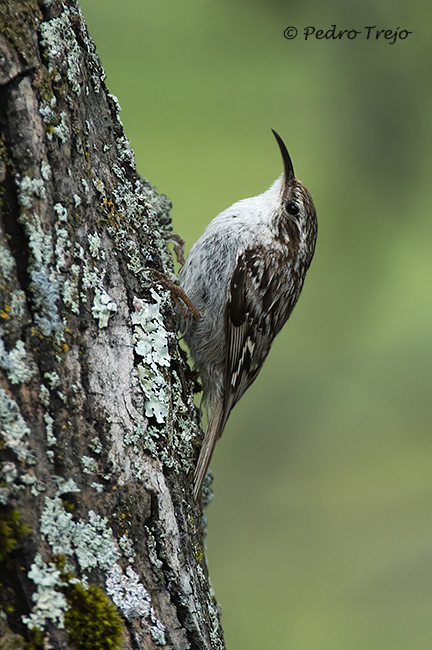 Agateador común (Certhia brachydaxtyla)